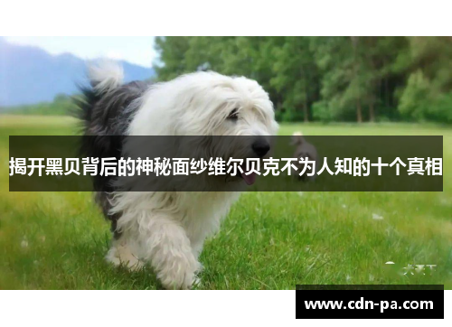 揭开黑贝背后的神秘面纱维尔贝克不为人知的十个真相