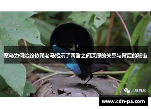 魔鸟为何始终依赖老马揭示了两者之间深厚的关系与背后的秘密